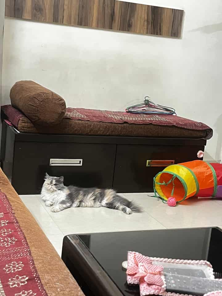 Pooja :)