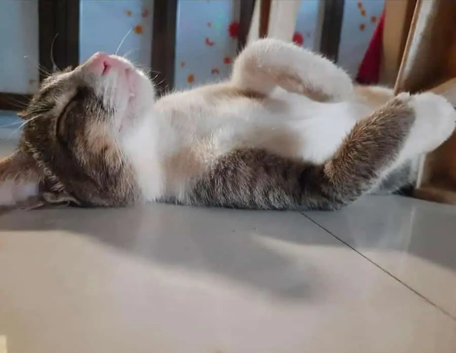 Whisker Haven
